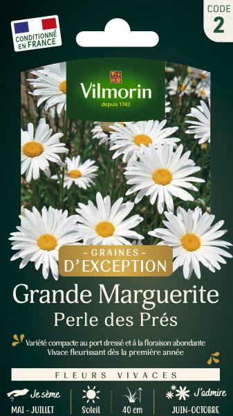 Fleuri - Pelouse Suisse - Paquerettes (x2) + Grande Marguerite Perle des Prés - Graines d'Exception Offerte - MEDIA_EN_SITUATION_1